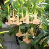 Apricot Angel Trumpet Plant Live Flower - Datura Brugmansia Potted Bonsai