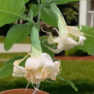 Apricot Angel Trumpet Plant Live Flower - Datura Brugmansia Potted Bonsai