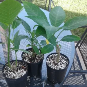 Apricot Angel Trumpet Plant Live Flower - Datura Brugmansia Potted Bonsai