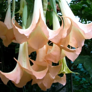 Apricot Angel Trumpet Plant Live Flower - Datura Brugmansia Potted Bonsai