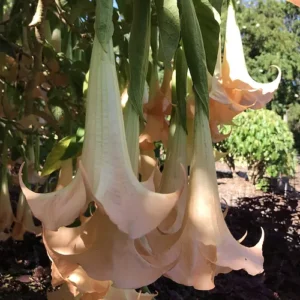 Apricot Angel Trumpet Plant Live Flower - Datura Brugmansia Potted Bonsai