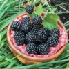 Arapaho Thornless Blackberry Plants - 2 Live Bushes 5-8 Inch Fruit Trees
