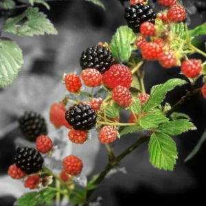 Arapaho Thornless Blackberry Plants - 2 Live Bushes 5-8 Inch Fruit Trees
