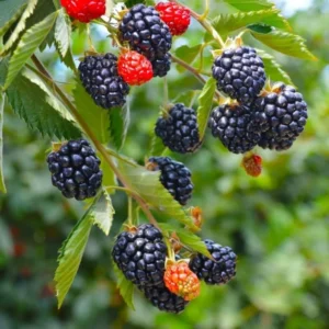 Arapaho Thornless Blackberry Plants - 2 Live Bushes 5-8 Inch Fruit Trees