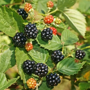 Arapaho Thornless Blackberry Plants - 2 Live Bushes 5-8 Inch Fruit Trees