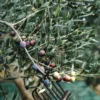 Arbequina Olive Tree - Tree of Peace - Olea Plant - 6 inch Pot