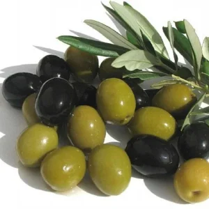Arbequina Olive Tree - Tree of Peace - Olea Plant - 6 inch Pot