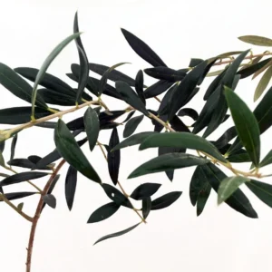 Arbequina Olive Tree - Tree of Peace - Olea Plant - 6 inch Pot