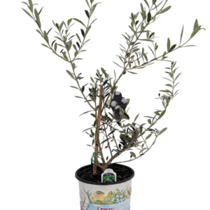 Arbequina Olive Tree - Tree of Peace - Olea Plant - 6 inch Pot