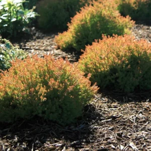 Arborvitae Fire Chief Plant - 4 inch Pot - Thuja Occidentalis - Globe Shaped Shrub