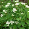 Arctic Fire Yellow - Redtwig Dogwood 4-inch Pot - Vibrant Shrub