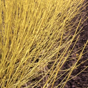 Arctic Fire Yellow - Redtwig Dogwood 4-inch Pot - Vibrant Shrub