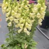 Arctic Fox Lemon Cream Foxglove Plant - Digitalis hybrida - 3 Inch Pot - Cream Flowers