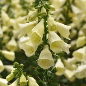Arctic Fox Lemon Cream Foxglove Plant - Digitalis hybrida - 3 Inch Pot - Cream Flowers