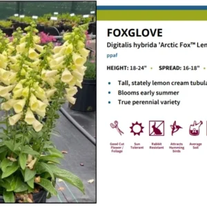 Arctic Fox Lemon Cream Foxglove Plant - Digitalis hybrida - 3 Inch Pot - Cream Flowers