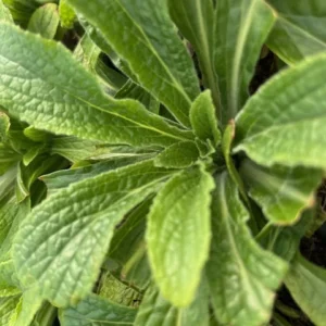 Arctic Fox Lemon Cream Foxglove Plant - Digitalis hybrida - 3 Inch Pot - Cream Flowers