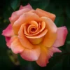 Arizona Rose Live Plants Hybrid Tea Orange-Pink Flower 4 to 6 ft