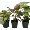 Arrowhead Plant Assortment 3 Pack - 4 Inch Pots - Indoor Houseplants