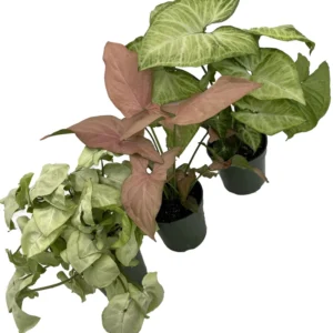 Arrowhead Plant Assortment 3 Pack - 4 Inch Pots - Indoor Houseplants