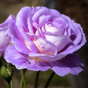 Art Blue Rose Plant Live, Hybrid Tea Rose Bush, 6-10 Inch, Fragrant Blue Rose