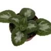 Asian Violet Primulina House Plant - 2.5 Inch Potted Indoor Plant