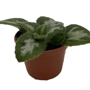 Asian Violet Primulina House Plant - 2.5 Inch Potted Indoor Plant