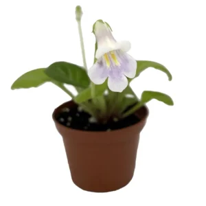 Asian Violet Primulina Houseplant - 2.5 Inch Pot - Exotic Indoor Plant