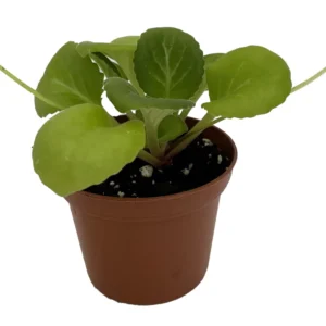 Asian Violet Primulina Houseplant - 2.5 Inch Pot - Exotic Indoor Plant