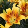 Asiatic Lily Live Plants In Blooming Showy Colors Garden Elegance