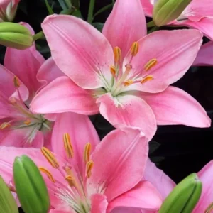 Asiatic Lily Live Plants In Blooming Showy Colors Garden Elegance
