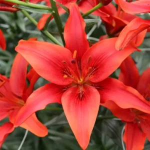 Asiatic Lily Live Plants In Blooming Showy Colors Garden Elegance