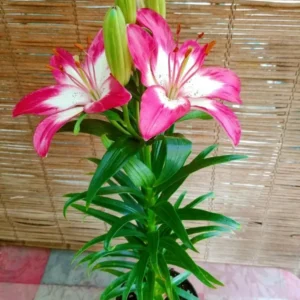 Asiatic Lily Live Plants In Blooming Showy Colors Garden Elegance