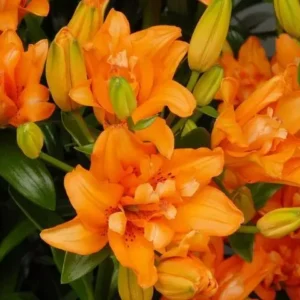 Asiatic Lily Live Plants In Blooming Showy Colors Garden Elegance