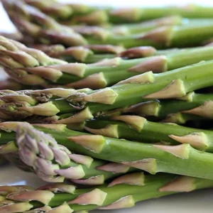 Asparagus Roots - 25 Jersey Knight Bare Roots - High Yield Vegetable Plant