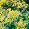 Auslese Lady's Mantle Perennial Live Plant - Quart Pot - Yellow Blooms