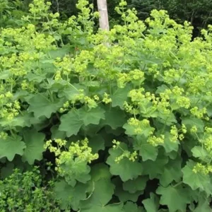 Auslese Lady's Mantle Perennial Live Plant - Quart Pot - Yellow Blooms