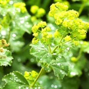 Auslese Lady's Mantle Perennial Live Plant - Quart Pot - Yellow Blooms