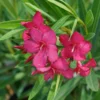 Austin Pretty Limits - Nerium Oleander Plant - 4 inch Pot - Pink Blooms