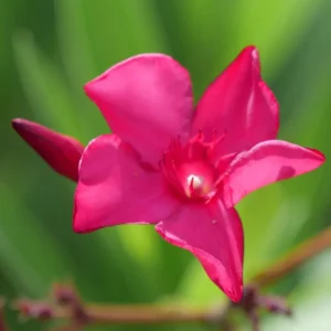 Austin Pretty Limits - Nerium Oleander Plant - 4 inch Pot - Pink Blooms