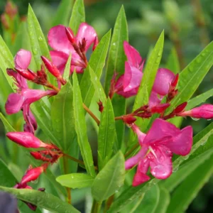 Austin Pretty Limits - Nerium Oleander Plant - 4 inch Pot - Pink Blooms