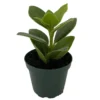 Autograph Tree Clusia rosea House Plant - 2 inch Pot Indoor Plant