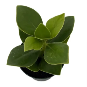 Autograph Tree Clusia rosea House Plant - 2 inch Pot Indoor Plant