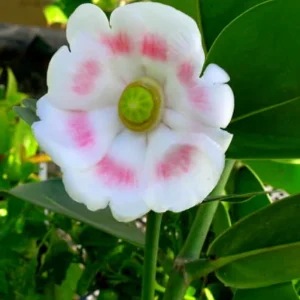 Autograph Tree Clusia rosea House Plant - 2 inch Pot Indoor Plant