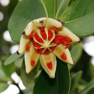 Autograph Tree Clusia rosea House Plant - 2 inch Pot Indoor Plant