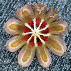 Autograph Tree Clusia rosea House Plant - 2 inch Pot Indoor Plant