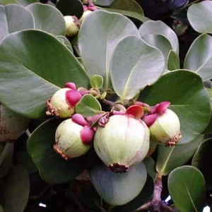 Autograph Tree Clusia rosea House Plant - 2 inch Pot Indoor Plant