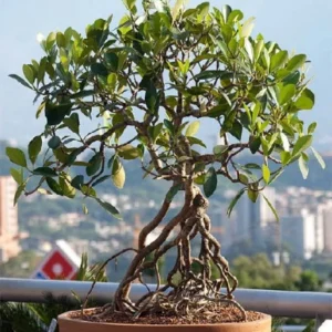 Autograph Tree Clusia rosea House Plant - 2 inch Pot Indoor Plant