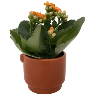 Autumn Leaves Ceramic Planter - Calandiva Succulent Plant - 3 inch Pot - Decorative Planter