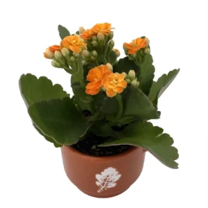 Autumn Leaves Ceramic Planter - Calandiva Succulent Plant - 3 inch Pot - Decorative Planter