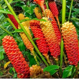 Awapuhi Shampoo Ginger Roots - 10 Zingiber Zerumbet Rhizomes for Live Ginger Lily Perennial Gardens